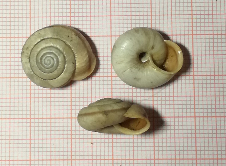 A caccia di Chilostoma nei dintorni del Pizzo Arera